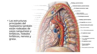 • Las estructuras
principales del
mediastino también
están rodeadas de
vasos sanguíneos y
linfáticos, nódulos
linfáticos, nervios y
grasa.
 