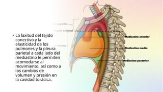 • La laxitud del tejido
conectivo y la
elasticidad de los
pulmones y la pleura
parietal a cada lado del
mediastino le permiten
acomodarse al
movimiento, así como a
los cambios de
volumen y presión en
la cavidad torácica.
 