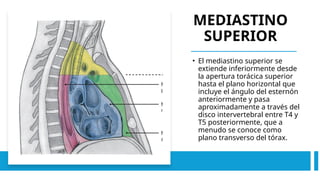 • El mediastino superior se
extiende inferiormente desde
la apertura torácica superior
hasta el plano horizontal que
incluye el ángulo del esternón
anteriormente y pasa
aproximadamente a través del
disco intervertebral entre T4 y
T5 posteriormente, que a
menudo se conoce como
plano transverso del tórax.
MEDIASTINO
SUPERIOR
 