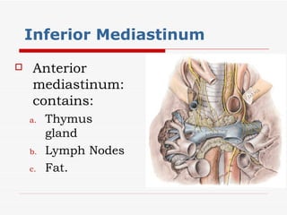 Inferior Mediastinum  Anterior mediastinum: contains: Thymus gland Lymph Nodes Fat. 