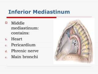 Inferior Mediastinum  Middle mediastinum: contains: Heart Pericardium Phrenic nerve Main bronchi 