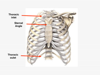 Sternal Angle Thoracic inlet Thoracic oulet 