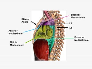 Superior Mediastinum Posterior Mediastinum Anterior Mediastinum Middle Mediastinum Sternal Angle L4 L5 
