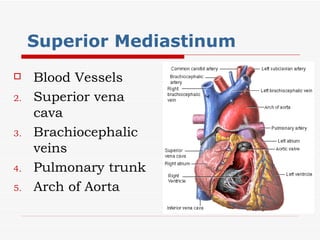 Superior Mediastinum  Blood Vessels Superior vena cava Brachiocephalic veins Pulmonary trunk Arch of Aorta 