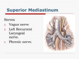 Superior Mediastinum  Nerves Vagus nerve Left Recurrent Laryngeal nerve. Phrenic nerve. 