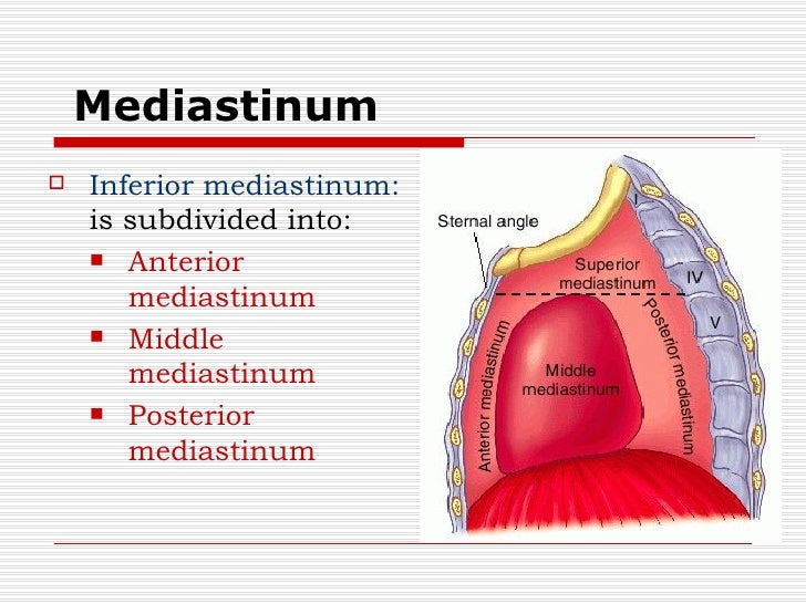 Image result for Mediastinum