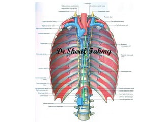Mediastinum (Anatomy of the Thorax) | PPS