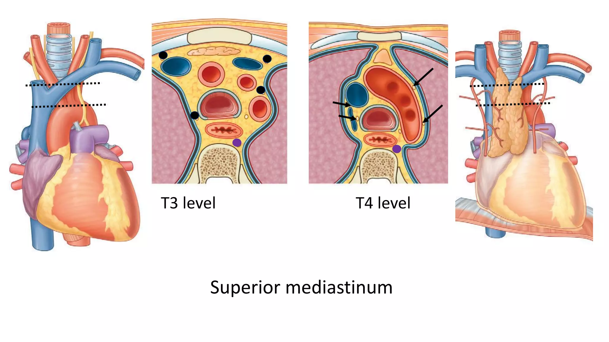 Mediastinum | PDF