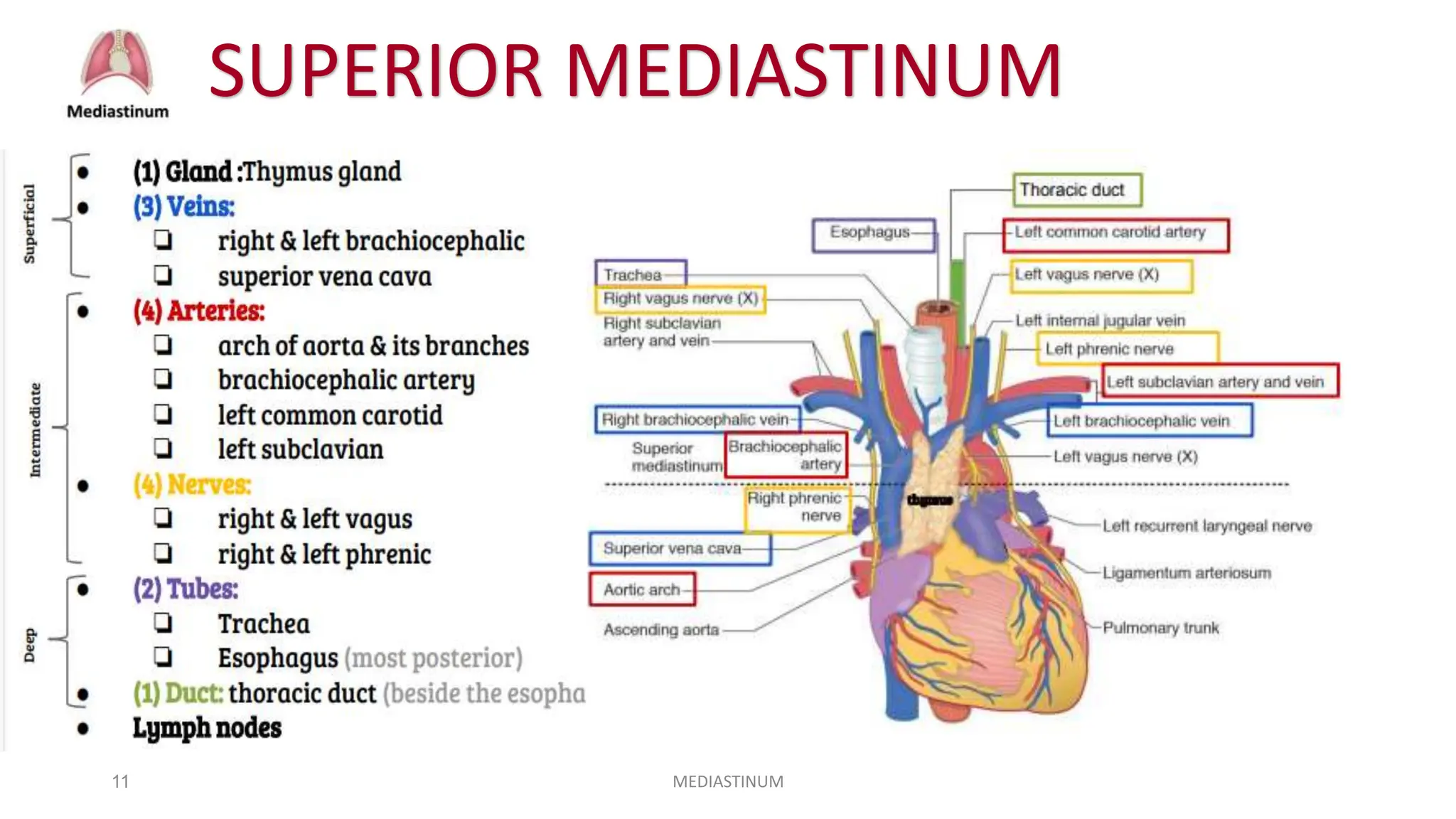 anatomy of mediastinum with Dr. Ameera Al-Humidi.pptx