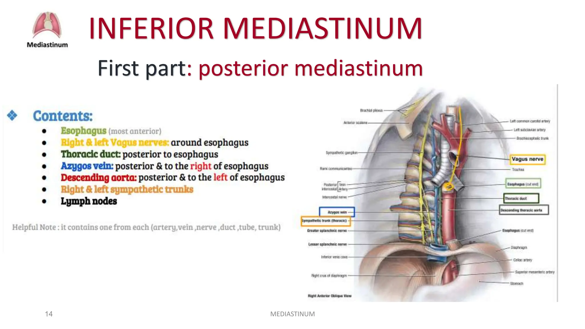 anatomy of mediastinum with Dr. Ameera Al-Humidi.pptx