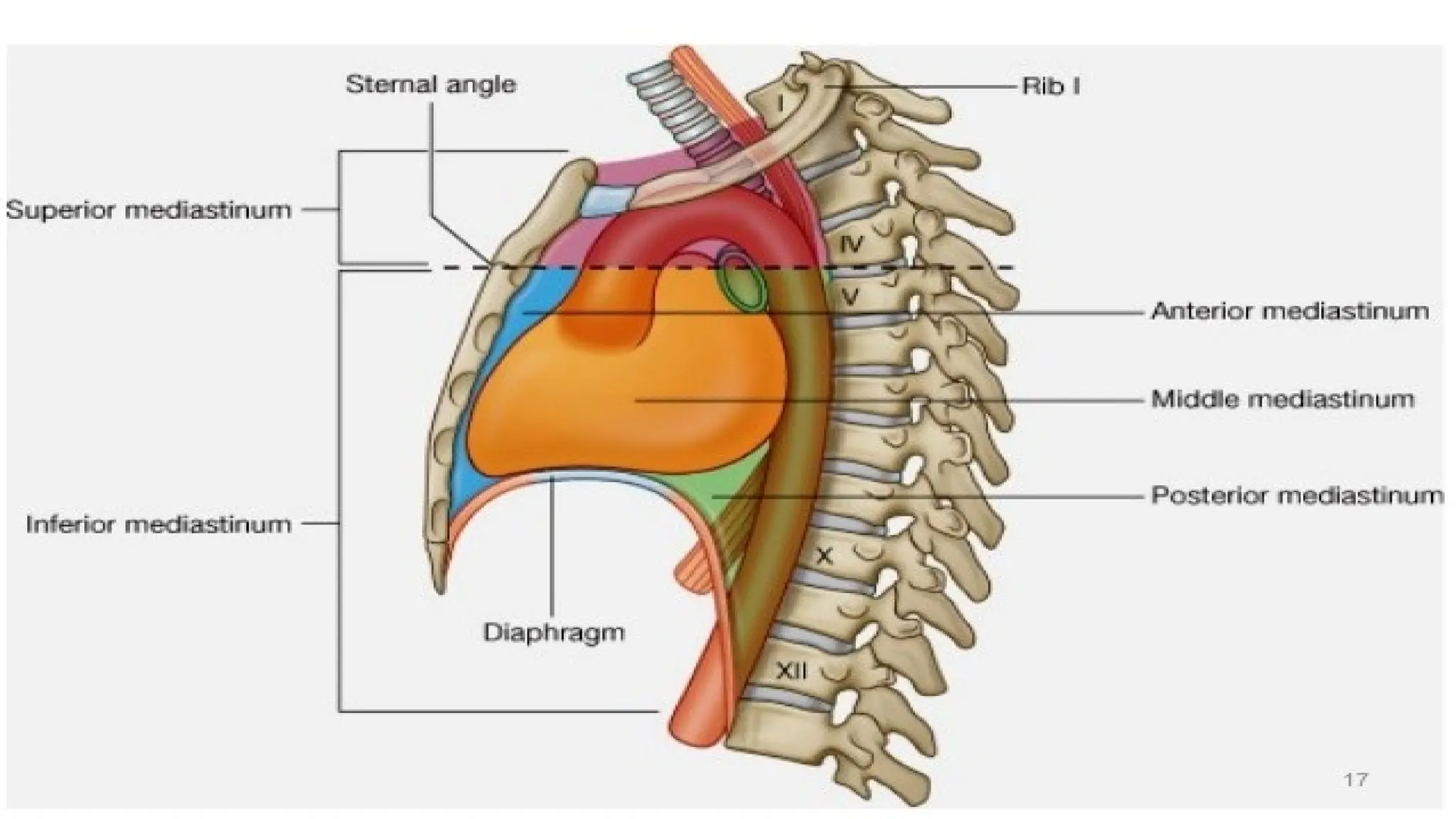 Anatomy & Radiology of the Mediastinum.pptx