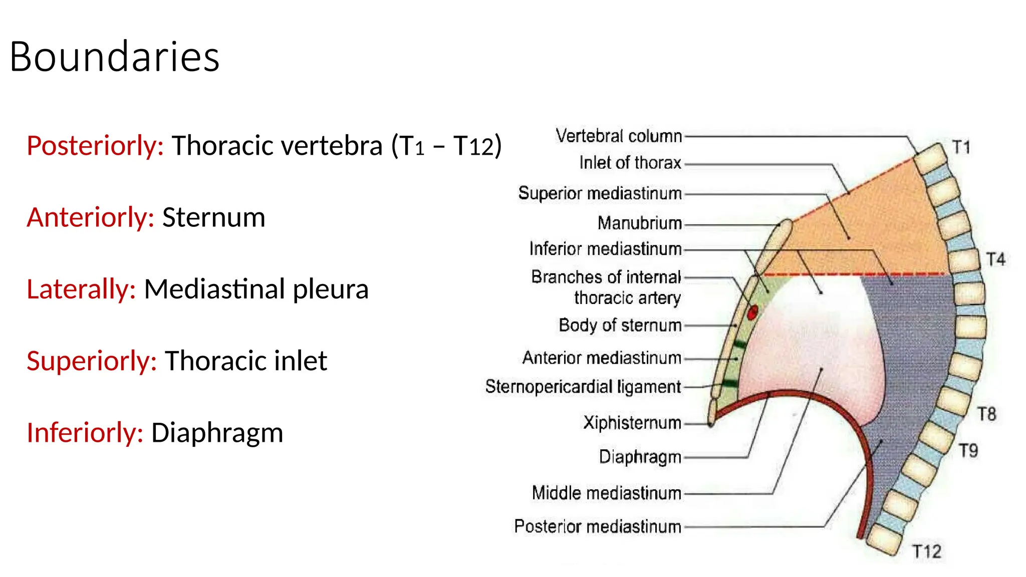 MEDIASTINUM.pptx Anatomy and Applied Clinical aspects | PPTX