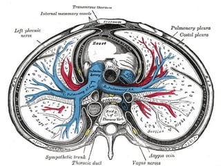 Comprehensive Anatomy of the Mediastinum and Heart Structures | PPTX