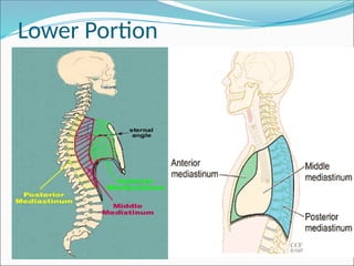 Comprehensive Anatomy of the Mediastinum and Heart Structures | PPTX