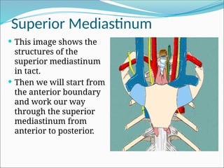 Comprehensive Anatomy of the Mediastinum and Heart Structures | PPTX