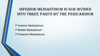 Comprehensive Overview of the Mediastinum: Anatomy, Divisions, and ...