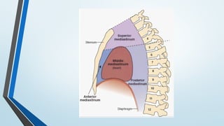 Comprehensive Overview of the Mediastinum: Anatomy, Divisions, and ...