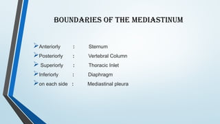 Comprehensive Overview of the Mediastinum: Anatomy, Divisions, and ...