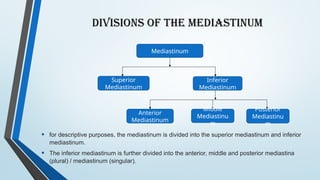 Comprehensive Overview of the Mediastinum: Anatomy, Divisions, and ...