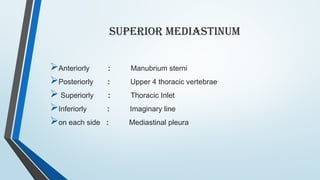 Comprehensive Overview of the Mediastinum: Anatomy, Divisions, and ...
