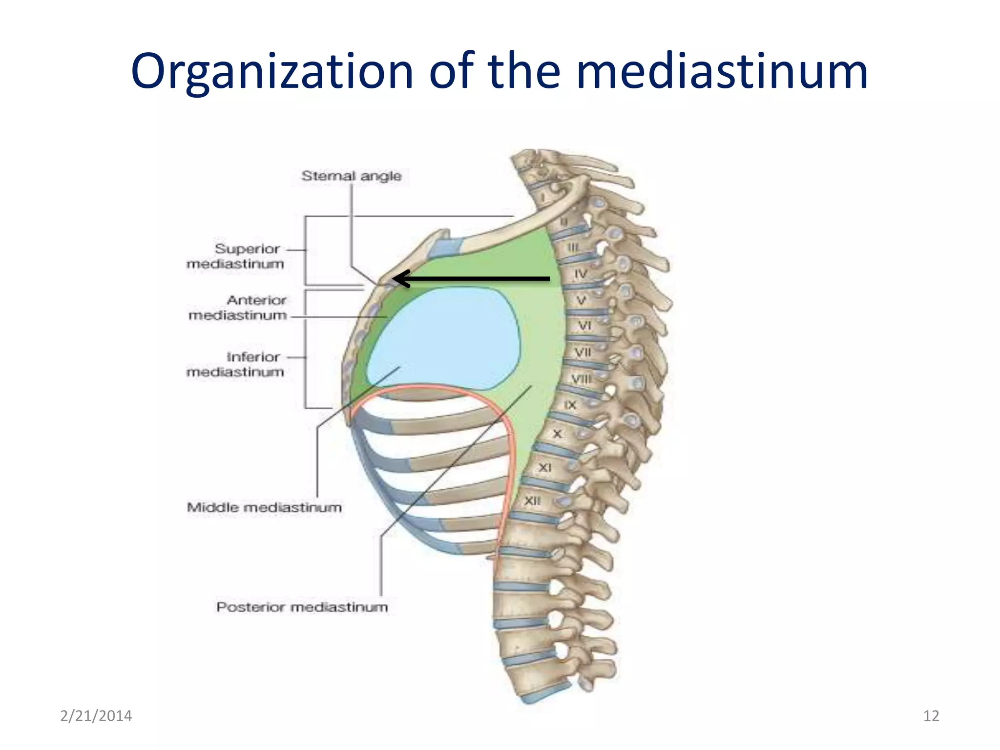 Organization of the mediastinum

2/21/2014

12

 