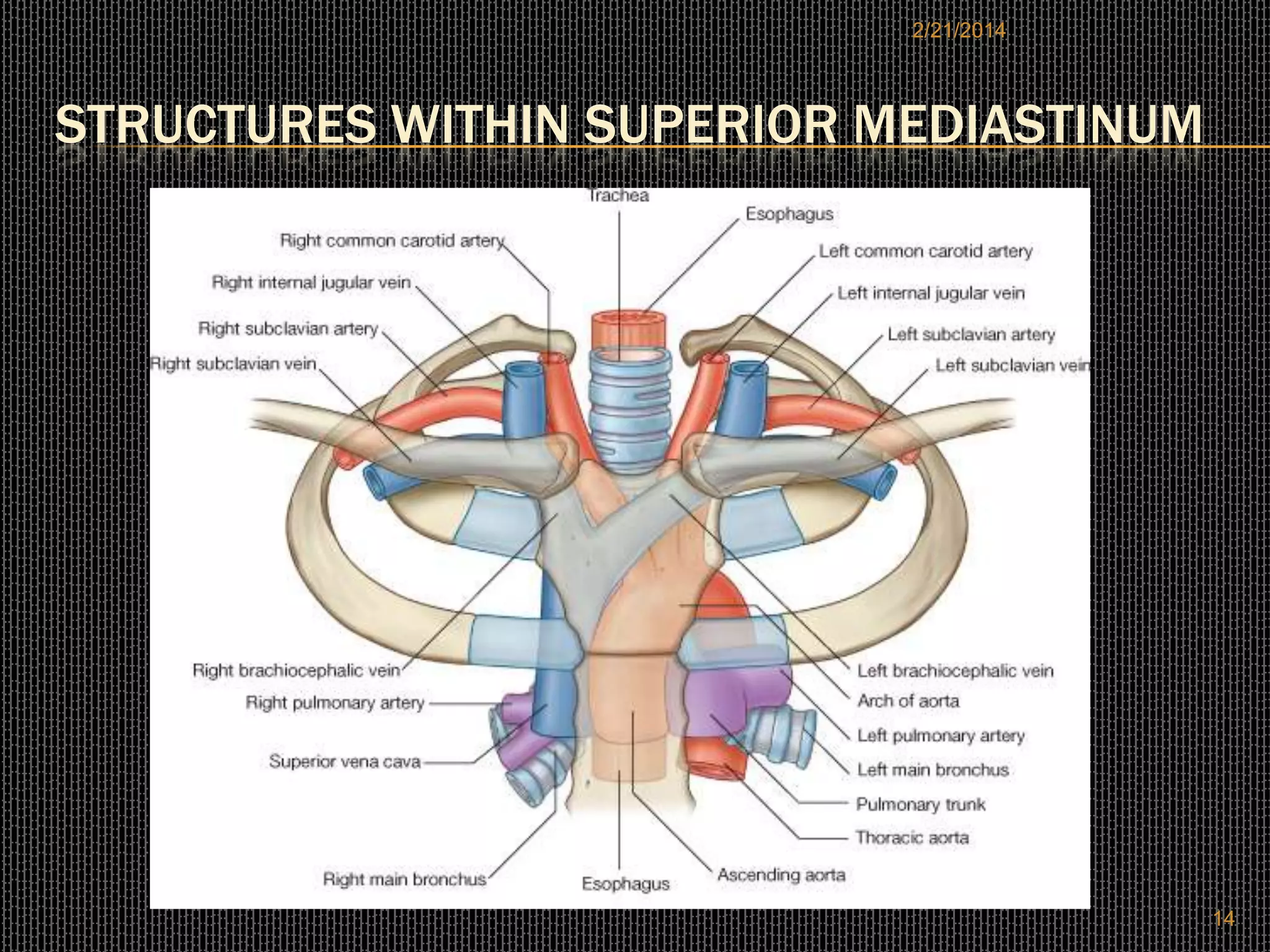 2/21/2014

STRUCTURES WITHIN SUPERIOR MEDIASTINUM

14

 