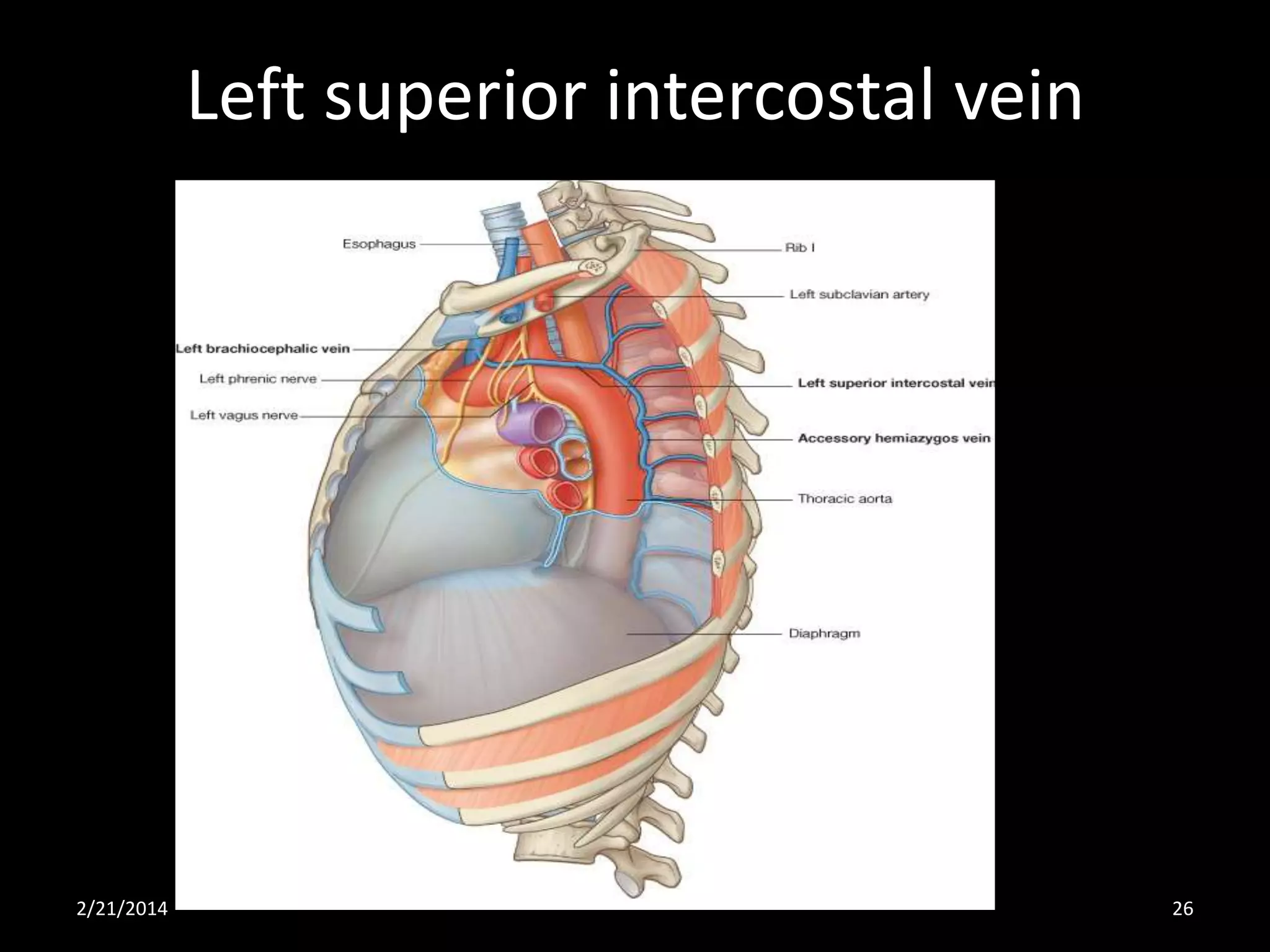 Left superior intercostal vein

2/21/2014

26

 