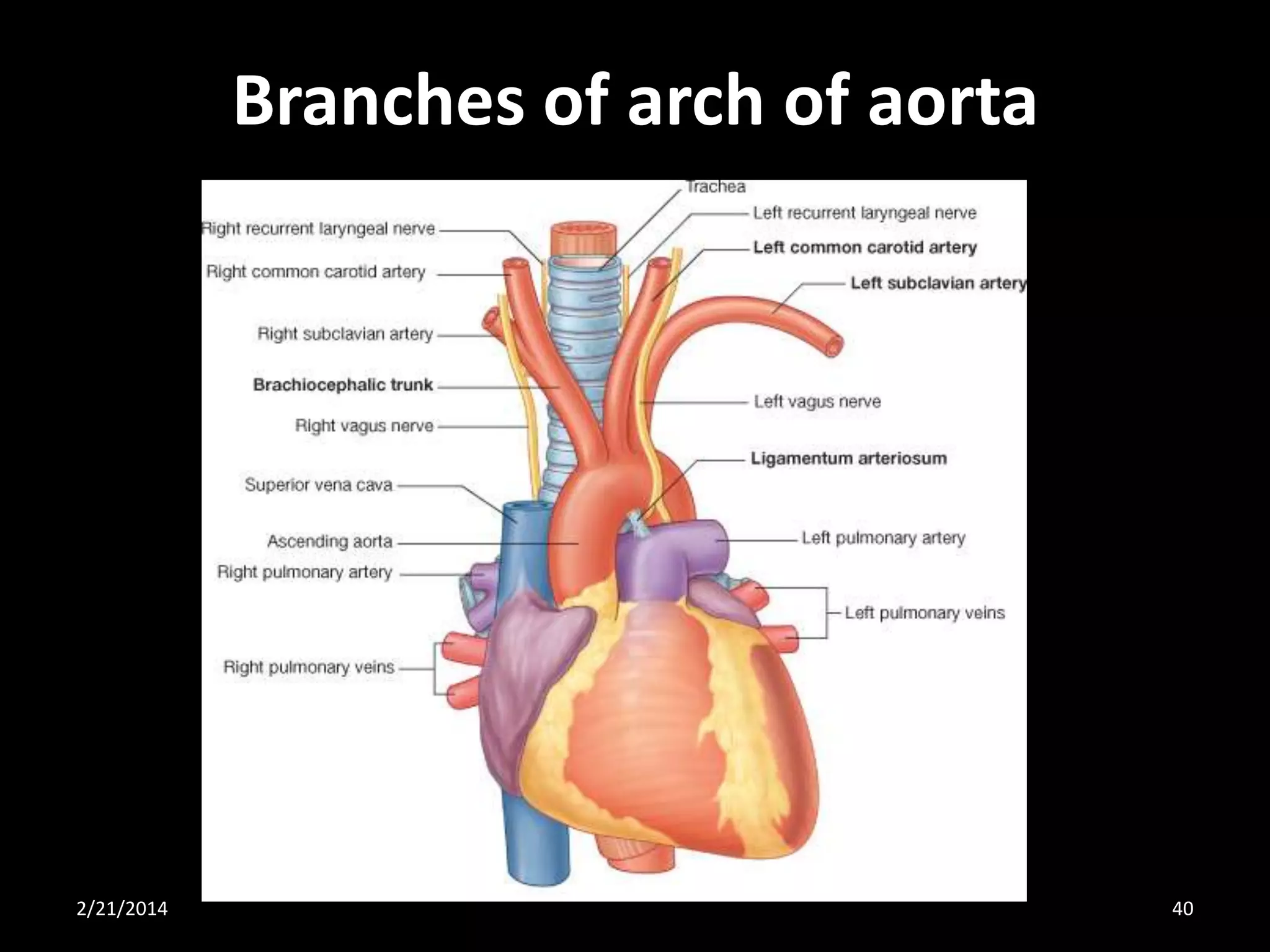 Branches of arch of aorta

2/21/2014

40

 