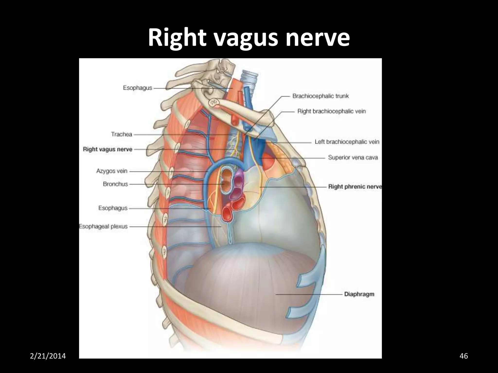 Right vagus nerve

2/21/2014

46

 