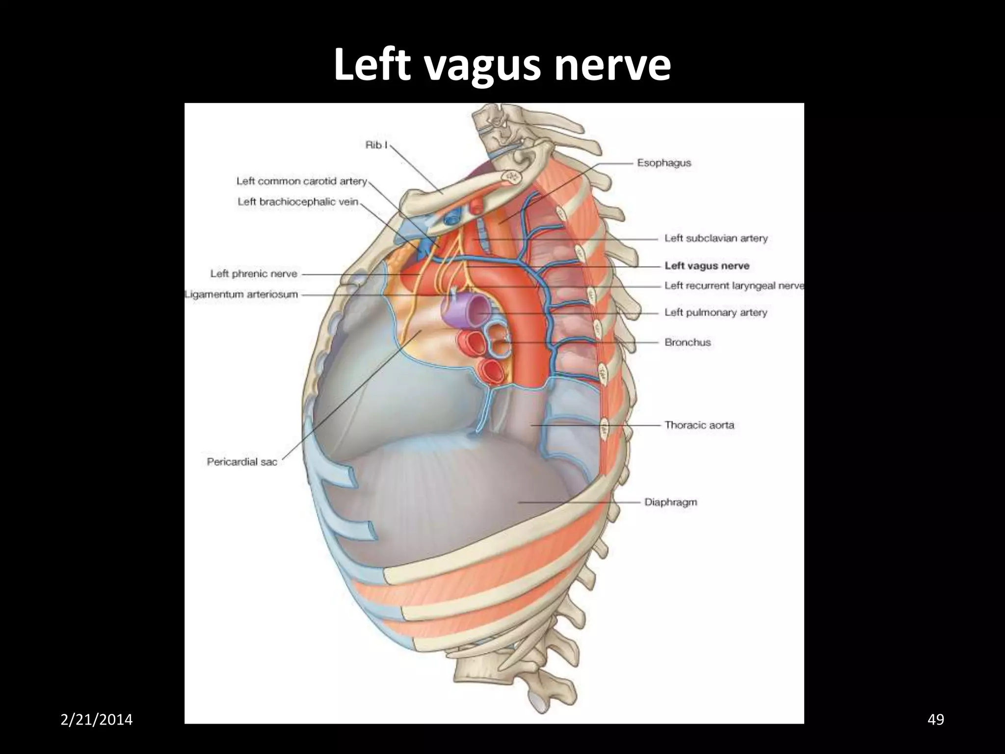 Left vagus nerve

2/21/2014

49

 