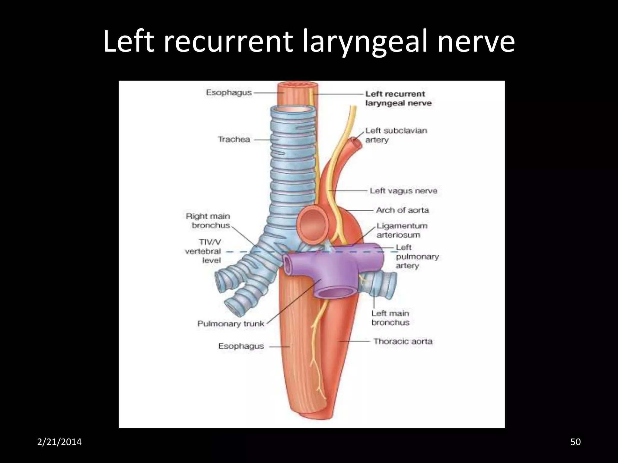 Left recurrent laryngeal nerve

2/21/2014

50

 