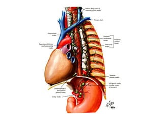 Comprehensive Overview of the Mediastinum: Anatomy and Boundaries | PPTX