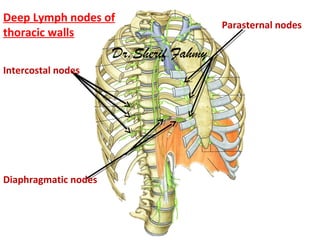 Deep Lymph nodes of
thoracic walls
Parasternal nodes
Intercostal nodes
Diaphragmatic nodes
Dr.Sherif Fahmy
 