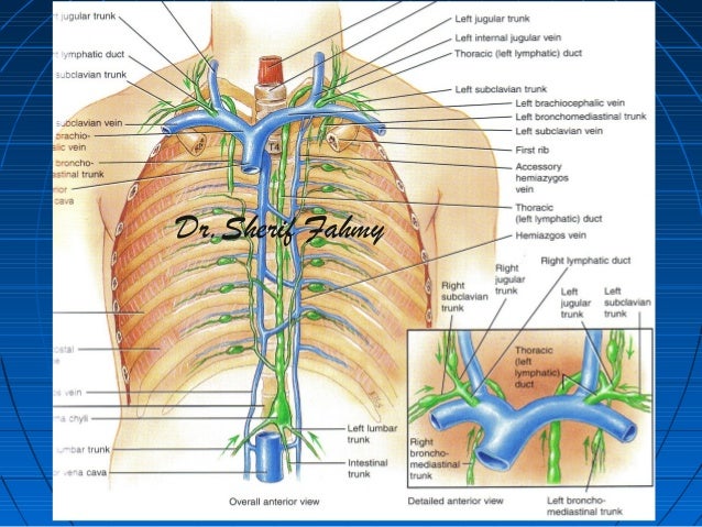 Mediastinum 2 Anatomy Of The Thorax