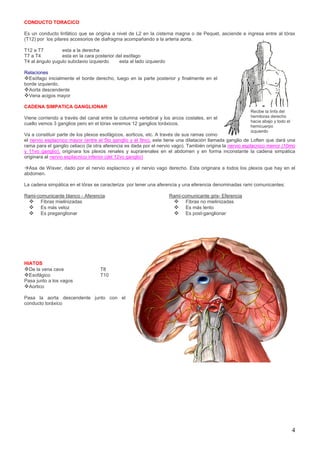 4
CONDUCTO TORACICO
Es un conducto linfático que se origina a nivel de L2 en la cisterna magna o de Pequet, asciende e ingresa entre al tórax
(T12) por los pilares accesorios de diafragma acompañando a la arteria aorta.
T12 a T7 esta a la derecha
T7 a T4 esta en la cara posterior del esófago
T4 al ángulo yugulo subclavio izquierdo esta al lado izquierdo
Relaciones
Esófago inicialmente el borde derecho, luego en la parte posterior y finalmente en el
borde izquierdo.
Aorta descendente
Vena acigos mayor
CADENA SIMPATICA GANGLIONAR
Viene corriendo a través del canal entre la columna vertebral y los arcos costales, en el
cuello vemos 3 ganglios pero en el tórax veremos 12 ganglios toráxicos.
Va a constituir parte de los plexos esofágicos, aorticos, etc. A través de sus ramas como
el nervio esplacnico mayor (entre el 5to ganglio y el 9no), este tiene una dilatación llamada ganglio de Loften que dará una
rama para el ganglio celiaco (la otra aferencia es dada por el nervio vago). También origina la nervio esplacnico menor (10mo
y 11vo ganglio), originara los plexos renales y suprarenales en el abdomen y en forma inconstante la cadena simpática
originara al nervio esplacnico inferior (del 12vo ganglio)
Asa de Wisver, dado por el nervio esplacnico y el nervio vago derecho. Esta originara a todos los plexos que hay en el
abdomen.
La cadena simpática en el tórax se caracteriza por tener una aferencia y una eferencia denominadas rami comunicantes:
Rami-comunicante blanco - Aferencia
 Fibras mielinizadas
 Es más veloz
 Es preganglionar
Rami-comunicante gris- Eferencia
 Fibras no mielinizadas
 Es más lento
 Es post-ganglionar
HIATOS
De la vena cava T8
Esofágico T10
Pasa junto a los vagos
Aortico
Pasa la aorta descendente junto con el
conducto toráxico
Recibe la linfa del
hemitorax derecho
hacia abajo y todo el
hemicuerpo
izquierdo
 