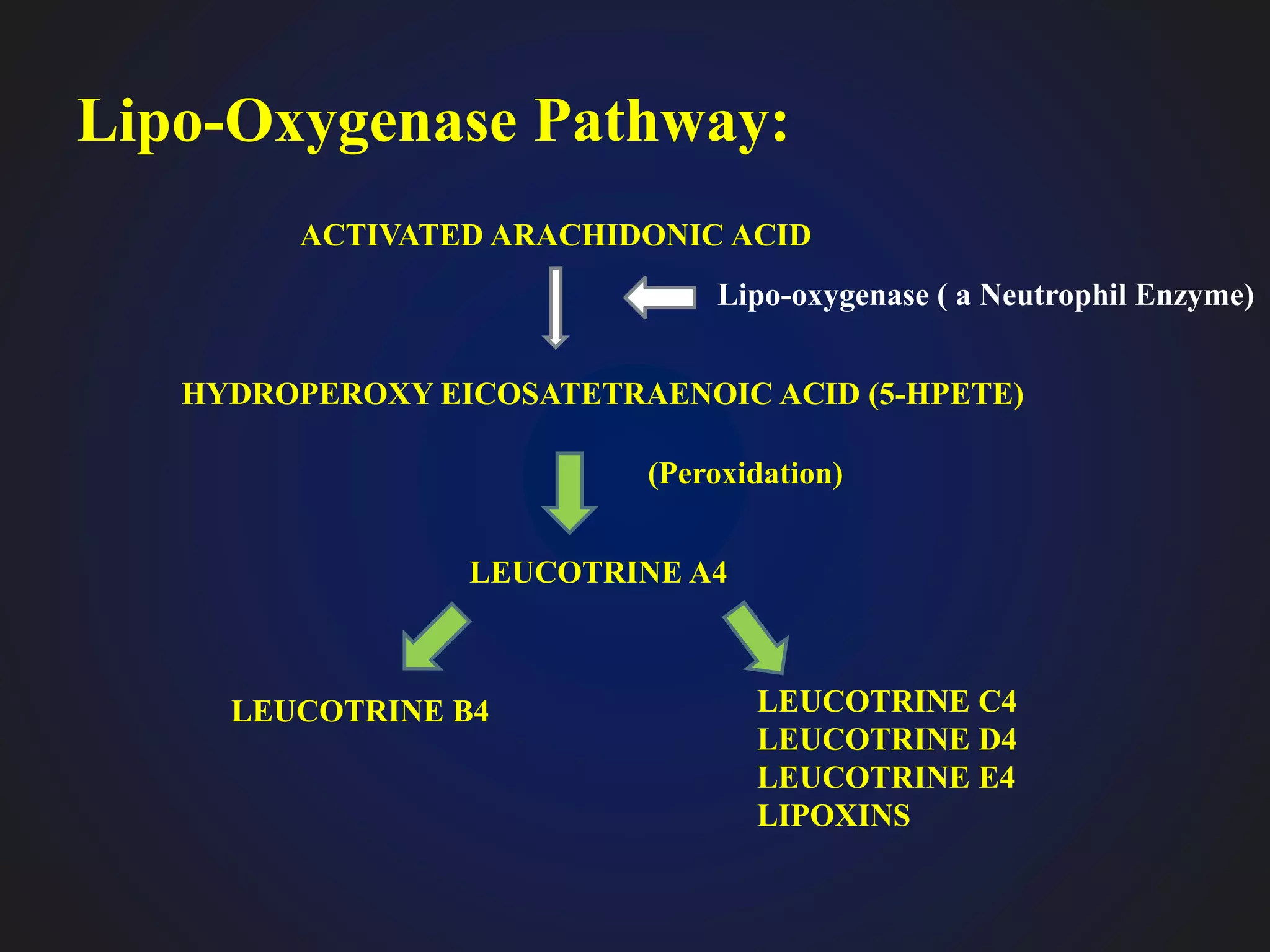 Lipo-Oxygenase Pathway:
Lipo-oxygenase ( a Neutrophil Enzyme)
ACTIVATED ARACHIDONIC ACID
HYDROPEROXY EICOSATETRAENOIC ACID (5-HPETE)
(Peroxidation)
LEUCOTRINE A4
LEUCOTRINE B4 LEUCOTRINE C4
LEUCOTRINE D4
LEUCOTRINE E4
LIPOXINS
 