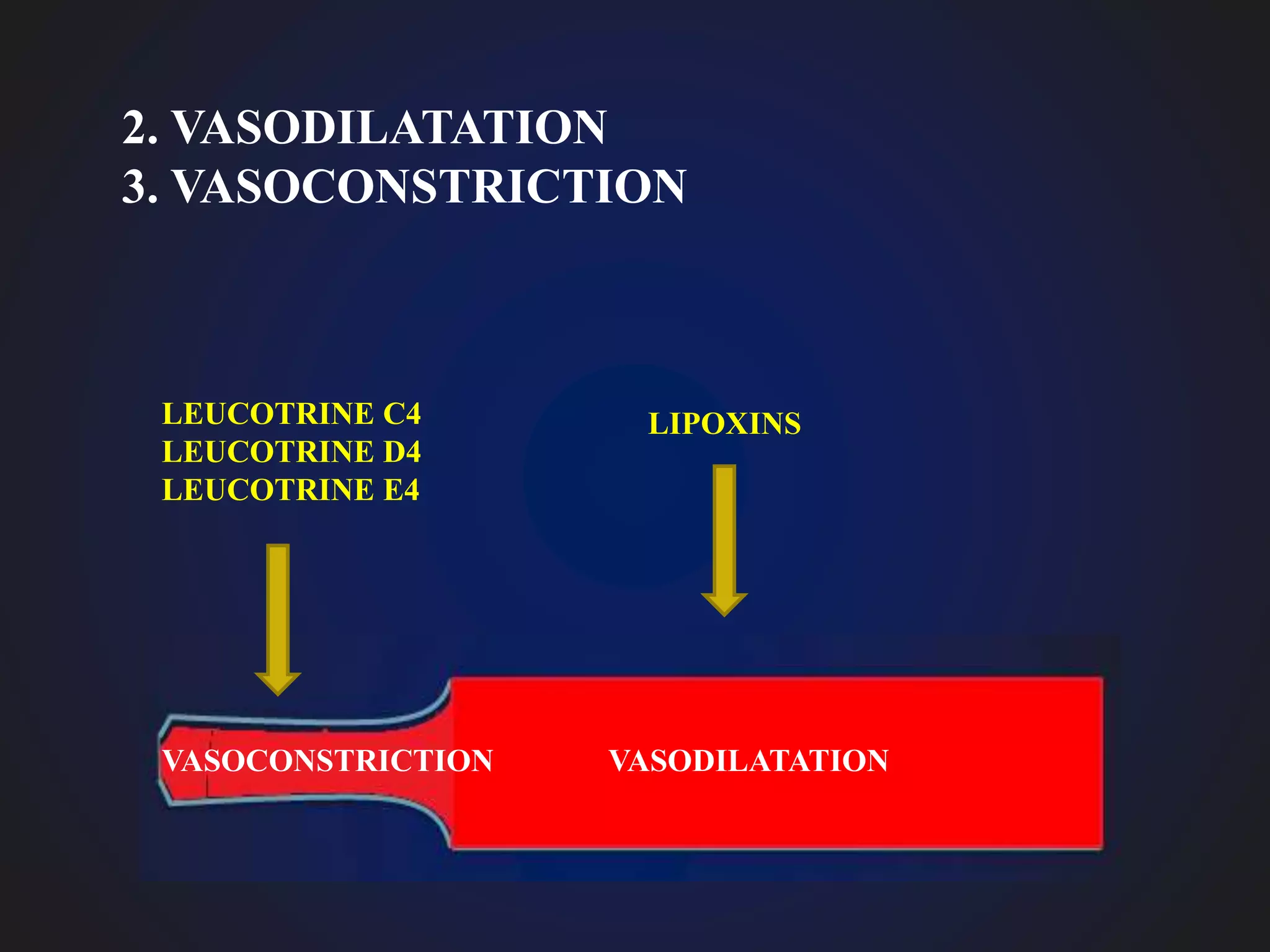 LEUCOTRINE C4
LEUCOTRINE D4
LEUCOTRINE E4
LIPOXINS
VASODILATATIONVASOCONSTRICTION
2. VASODILATATION
3. VASOCONSTRICTION
 