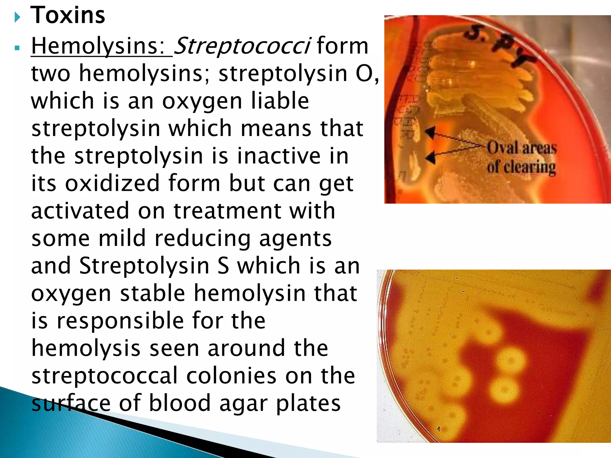 Toxins
 Hemolysins: Streptococci form
two hemolysins; streptolysin O,
which is an oxygen liable
streptolysin which means that
the streptolysin is inactive in
its oxidized form but can get
activated on treatment with
some mild reducing agents
and Streptolysin S which is an
oxygen stable hemolysin that
is responsible for the
hemolysis seen around the
streptococcal colonies on the
surface of blood agar plates
 