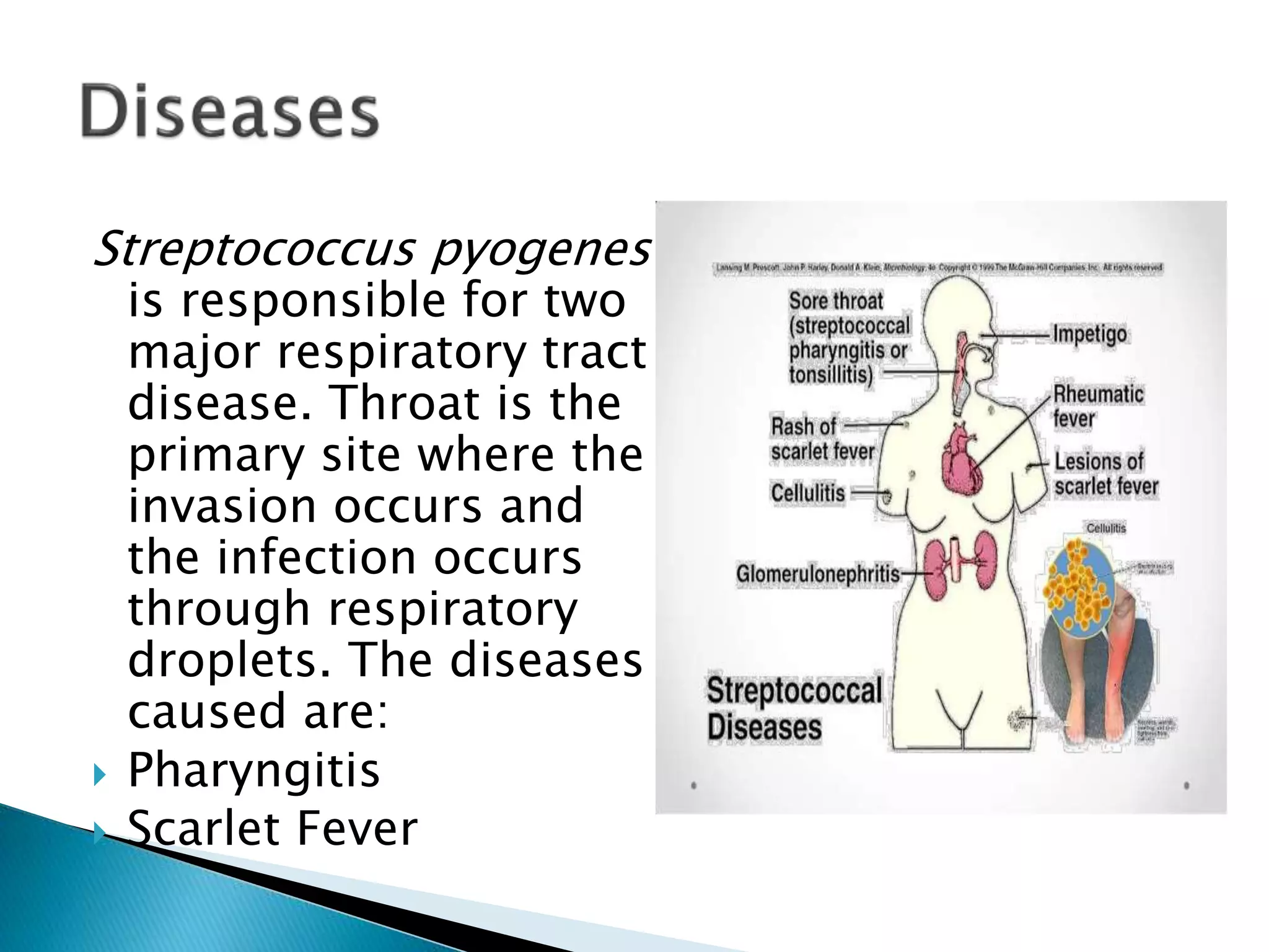 Streptococcus pyogenes
is responsible for two
major respiratory tract
disease. Throat is the
primary site where the
invasion occurs and
the infection occurs
through respiratory
droplets. The diseases
caused are:
 Pharyngitis
 Scarlet Fever
 