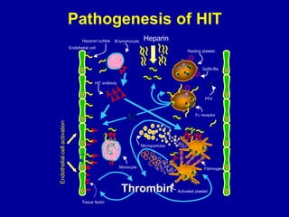 Pathogenesis of HIT
                                      Heparan sulfate   B-lymphocyte    Heparin
                              Endothelial cell
                                                                                             Resting platelet



                                                                                                      GpIIb/ IIIa


                                             HIT antibody



                                                                                                        PF4



                                                                                                  Fc receptor
Endothelial cell activation




                                                                       Microparticles




                                                            Monocyte                                   Fibrinogen




                                                            Thrombin                    Activated platelet

                                     Tissue factor