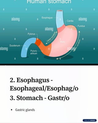 Comprehensive Medical Terminology of the Digestive System by Dr. Edudzi ...