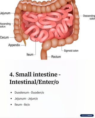Comprehensive Medical Terminology of the Digestive System by Dr. Edudzi ...