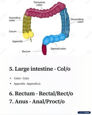 Comprehensive Medical Terminology of the Digestive System by Dr. Edudzi ...