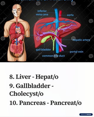Comprehensive Medical Terminology of the Digestive System by Dr. Edudzi ...