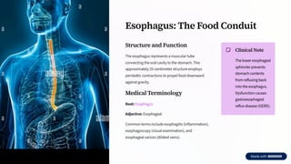 Comprehensive Medical Terminology of the Digestive System for ...