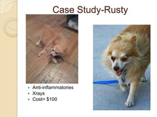 Case Study-Rusty
 Anti-inflammatories
 Xrays
 Cost= $100
 