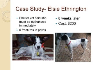 Case Study- Elsie Ethrington
 Shelter vet said she
must be euthanized
immediately
 6 fractures in pelvis
 8 weeks later
 Cost: $200
 