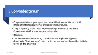 9.Corynebacterium
• Corynebacteria are gram-positive, nonacid fast, nonmotile rods with
irregularly stained segments, and sometimes granules.
• They frequently show club-shaped swellings and hence the name
Corynebacteria (from coryne, meaning club).
• Diseases:
• The major disease caused by C. diphtheriae is diphtheria (greek,
diphtheria, “leathery skin,” referring to the pseudomembrane that initially
forms on the pharynx).
8/11/2023 Medical Bacteriology Module 2 112
 