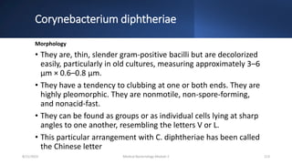 Corynebacterium diphtheriae
Morphology
• They are, thin, slender gram-positive bacilli but are decolorized
easily, particularly in old cultures, measuring approximately 3–6
μm × 0.6–0.8 μm.
• They have a tendency to clubbing at one or both ends. They are
highly pleomorphic. They are nonmotile, non-spore-forming,
and nonacid-fast.
• They can be found as groups or as individual cells lying at sharp
angles to one another, resembling the letters V or L.
• This particular arrangement with C. diphtheriae has been called
the Chinese letter
8/11/2023 Medical Bacteriology Module 2 113
 
