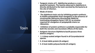 Toxin
• Toxigenic strains of C. diphtheriae produce a a very
powerful exotoxin. The toxicity observed in diphtheria is
directly attributed to the toxin secreted by the bacteria at
the site of infection.
• Mode of Action
• The diphtheria toxin acts by inhibiting protein synthesis.
It inhibits polypeptide chain elongation in the presence of
nicotinamide adenosine dinucleotide (NAD) by
inactivating elongation factor 2 (EF-2), an enzyme
required for elongation of polypeptide chains on
ribosomes.
• Inhibition of protein synthesis is probably responsible for
both the necrotic and neurotoxic effects of the toxin.
• Antigenic Structure Diphtheria bacilli possess three
distinct antigens:
• 1. A deep-seated antigen found in all Corynebacterial
species
• 2. A heat-labile protein (K-antigen)
• 3. A heat-stable polysaccharide (O-antigen).
8/11/2023 Medical Bacteriology Module 2 115
 